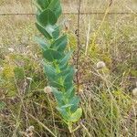 Asclepias latifolia leaf picture by Argus Angel (cc-by-sa)