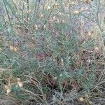 Centaurea paniculata habit picture by Thomas Michel (cc-by-sa)