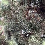Cupressus sempervirens leaf picture by Mesa Itziar (cc-by-sa)