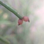 Rhipsalis baccifera flower picture by Marcos Marcos (cc-by-sa)