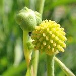 Ranunculus lingua fruit picture by Yoan MARTIN (cc-by-sa)