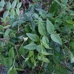 Jasminum officinale leaf picture by innocent nicolus (cc-by-sa)