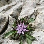 Physoplexis comosa flower picture by die die (cc-by-sa)