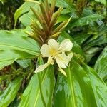 Hedychium flavescens flower picture by laurent00031 (cc-by-sa)