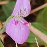 Dicliptera napierae flower picture by susan brown (cc-by-sa)