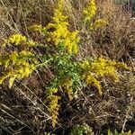 Solidago odora habit picture by Matthias Foellmer (cc-by-sa)