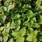 Lamium flexuosum leaf picture by Janie Lemarquier (cc-by-sa)