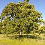 Quercus stellata habit picture by Aaron Harp (cc-by-sa)