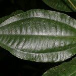 Miconia lateriflora leaf picture by Nelson Zamora Villalobos (cc-by-nc)