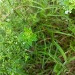 Scoparia dulcis leaf picture by Sudhanshu Kumar (cc-by-sa)
