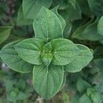 Barleria cristata leaf picture by Sudhanshu Kumar (cc-by-sa)