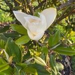 Magnolia grandiflora flower picture by Mike L (cc-by-sa)