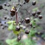 Scrophularia scorodonia fruit picture by Rico García Antonio (cc-by-sa)