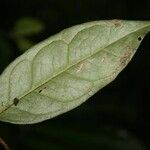 Cassipourea guianensis leaf picture by Jean-François Molino (cc-by-sa)