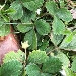 Fragaria viridis habit picture by dewara (cc-by-sa)