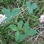 Trifolium hybridum flower picture by Mariëlle Buitendijk (cc-by-sa)