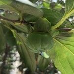 Diospyros kaki fruit picture by Dieter Albrecht (cc-by-sa)