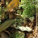 Cyclospermum leptophyllum habit picture by Carrard Matheus (cc-by-sa)