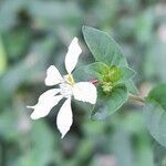 Cuphea campylocentra flower picture by Trap Hers (cc-by-sa)