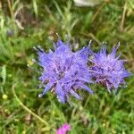 Jasione montana flower picture by Vincent Virat (cc-by-sa)
