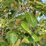 Populus trichocarpa leaf picture by jacksun (cc-by-sa)
