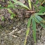Sisyrinchium montanum habit picture by Else Nolden (cc-by-sa)