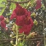 Kigelia africana flower picture by Werner Minnaar (cc-by-sa)