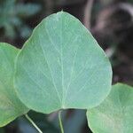 Cissampelos pareira leaf picture by Nelson Zamora Villalobos (cc-by-nc)