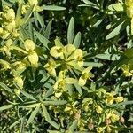 Euphorbia regis-jubae flower picture by rowiphi (cc-by-sa)