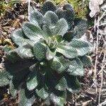 Arabis hirsuta leaf picture by Cristian Zanella Cristian Zanella (cc-by-sa)