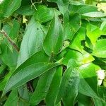 Dioscorea praehensilis leaf picture by Ibrahima MANDE (cc-by-sa)