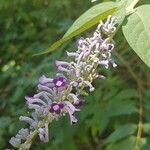 Buddleja lindleyana flower picture by Magalie Delalande (cc-by-sa)