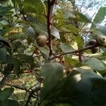 Quercus nigra fruit picture by Derrick Derrick George (cc-by-sa)