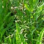 Poa bonariensis flower picture by Trap Hers (cc-by-sa)