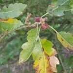 Quercus petraea flower picture by Lennard Openneer (cc-by-sa)