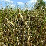 Avena sativa habit picture by Andrzej Konstantynowicz (cc-by-sa)