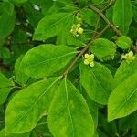 Euonymus alatus leaf picture by Ethan Morris (cc-by-sa)