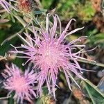 Centaurea stoebe flower picture by Martin Allan (cc-by-sa)