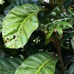 Ficus pandurata leaf picture by Dieter Albrecht (cc-by-sa)