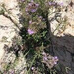 Limonium cordatum habit picture by Geneviève Dalbin (cc-by-sa)