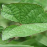 Ipomoea setifera leaf picture by R. Tournebize (cc-by-sa)