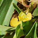 Commelina africana flower picture by susan brown (cc-by-sa)