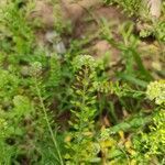 Lepidium ruderale leaf picture by Henrique Quadros (cc-by-sa)