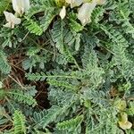 Astragalus tragacantha leaf picture by RickCat (cc-by-sa)