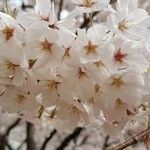 Prunus serrulata flower picture by Rahul Gupta (cc-by-sa)