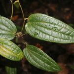 Smilax domingensis leaf picture by Nelson Zamora Villalobos (cc-by-nc)