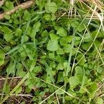 Claytonia perfoliata habit picture by cscoq (cc-by-sa)