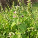 Anisomeles indica leaf picture by Orca The Killer Whale Narwhal (cc-by-sa)