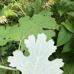 Macleaya cordata leaf picture by Diana Kategiannis (cc-by-sa)