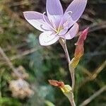 Hesperantha petitiana flower picture by susan brown (cc-by-sa)